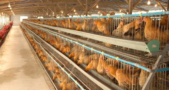 农业养殖设备设计规范，助力规模养殖场高效运营