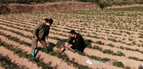 介绍新技术防治农作物病虫害