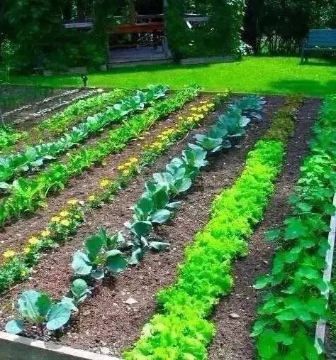 石头里种菜？你疯了吗？