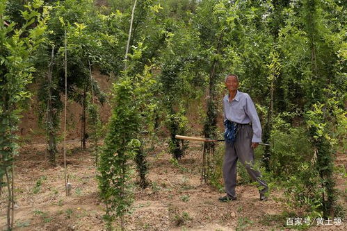 皂角树在南方种植是否适宜？