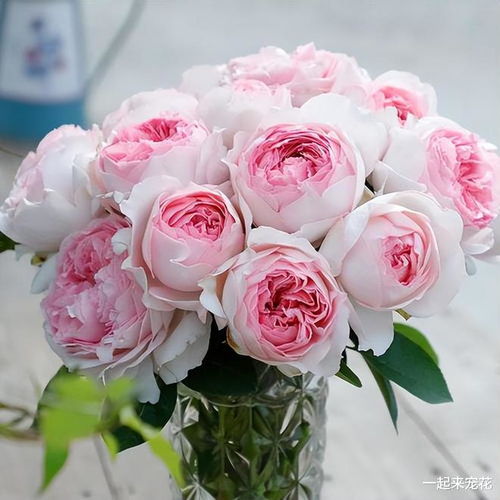 伊芙伯爵月季：香气的鼻祖