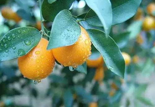 金桔花语探秘，财富花海揭秘！