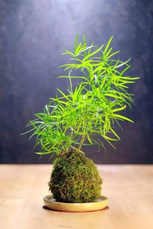盆景榆树怎么种才能活？关键在于土壤和水分控制