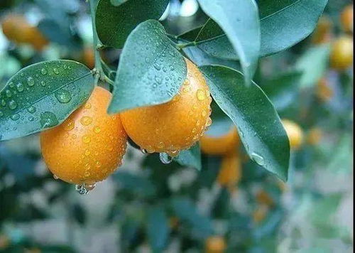 金桔开花时间及果实成熟周期分别是多久