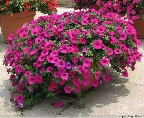 直立型矮牵牛：小空间里的盆栽小明星