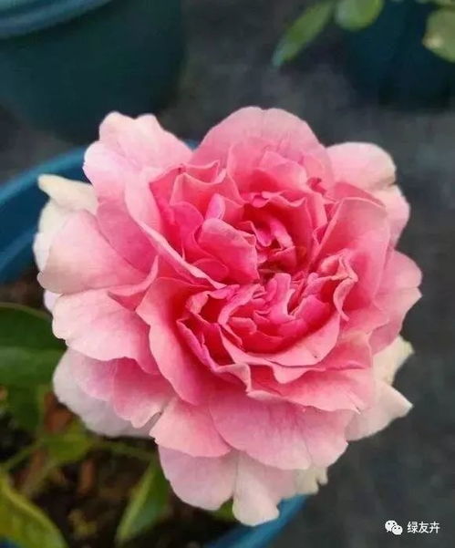 微型月季香香开， 阳台美景乐翻天