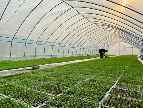 千岛源茶油基地：高效育苗技术，每亩增收秘诀