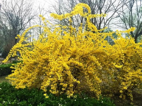 连翘对光照和土壤的要求