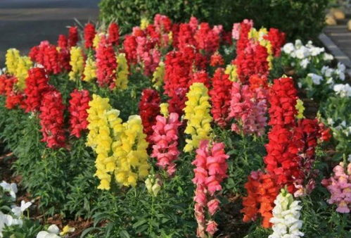 一年生花卉， 花坛里的彩色精灵