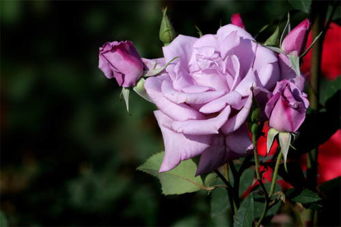 艾莉婕月季的美丽花瓣色彩