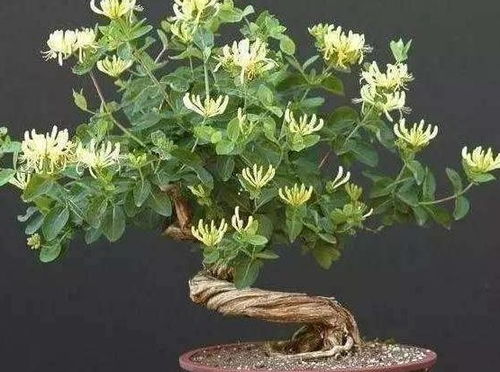 修剪技巧：保持形态，促进生长