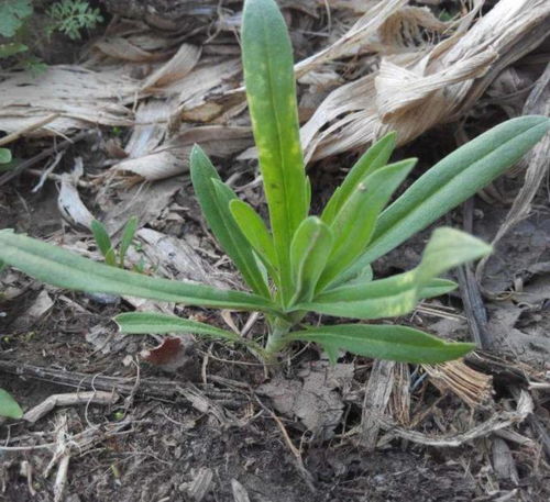 白三叶：蜗牛的天敌