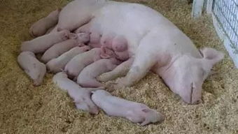 如何快速鉴别母猪泌乳量的高低方法？