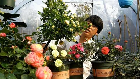 月季嫁接，选对砧木是关键！