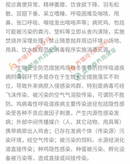 秋季鸡群呼吸道疾病防控要点：加强通风换气