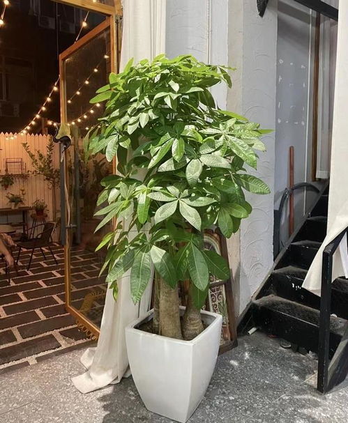 双“进户门放绿植好？寓意招财又吉祥