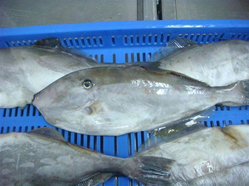 我国生鱼养殖热门品种：四大家鱼领衔