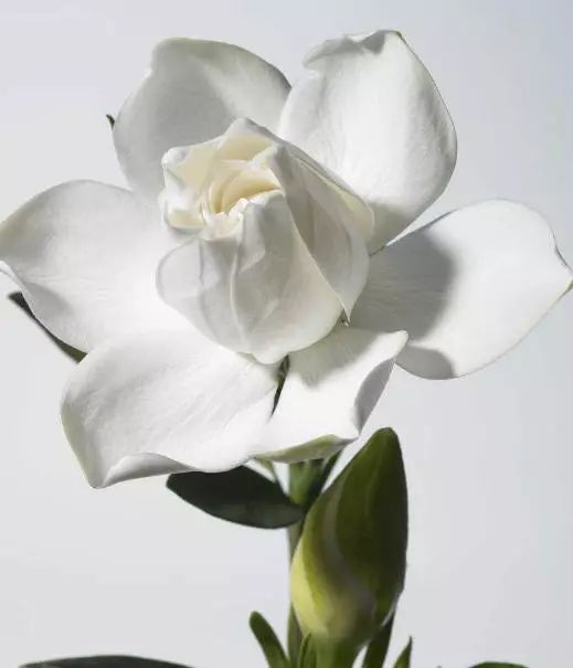 栀子果的形态与特点