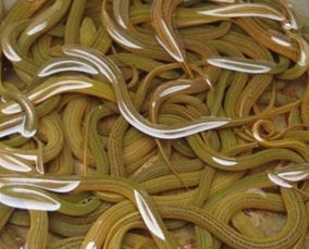 黄鳝变粗大现象与避孕药无关，需探究其生物学原因