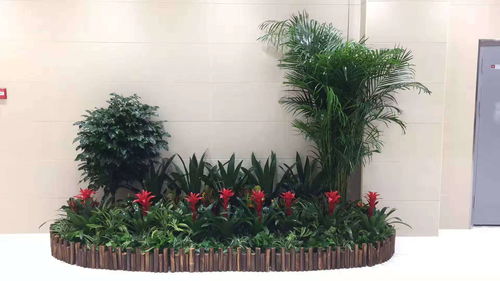 小型桌面绿植， 小巧可爱，租金不贵