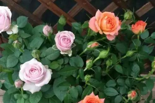 月季花球制作，工具与技巧