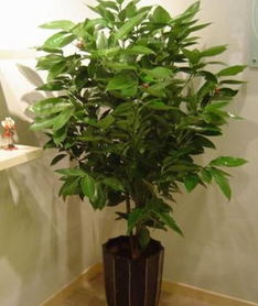 家里老浇多水怎么办？来点“水宝宝”给房间来点活力！