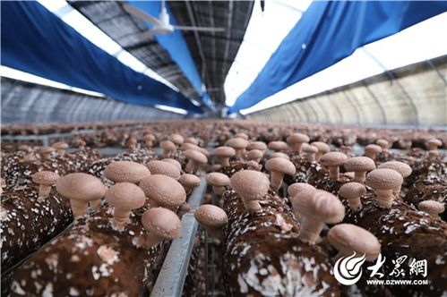 香菇菌棒接种技巧分享