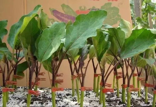桂花嫁接时如何根据砧木选择合适的桂花砧木技术