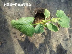 细胞里的抗冻秘籍