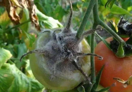 四、 多菌灵的使用方法