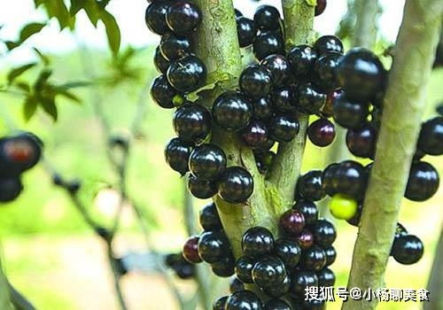 嘉宝果品种大盘点！哪种最适合新手种植