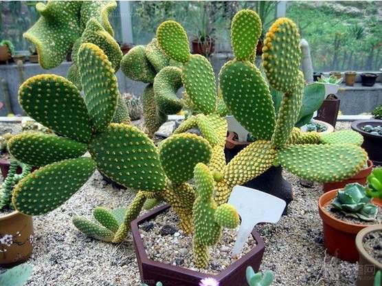 仙人掌，耐阴小Neng手