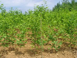 北京庭院绿化的亮点