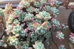 移栽后的注意事项