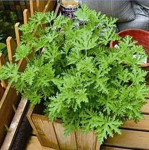 驱蚊草：多年生植物，寿命长，养花必备！
