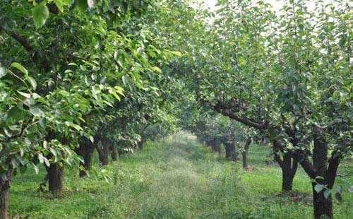 柑橘园喷药神器：选对喷雾器， 轻松应对病虫害