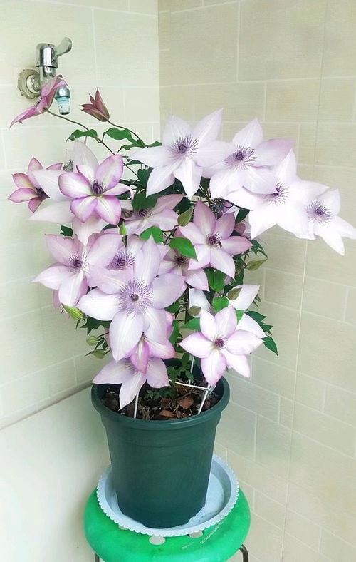 三类铁均嫩栽培