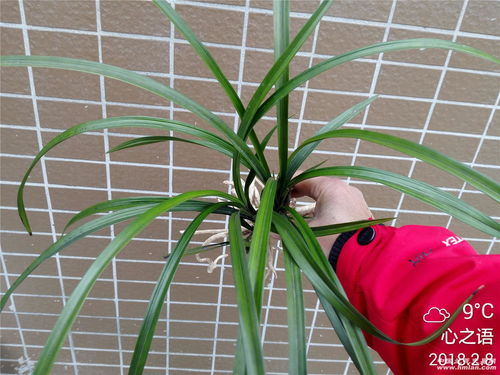 二、常见病害怎么办？