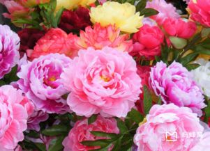 菏泽牡丹花节什么时候？最佳观赏时间别错过