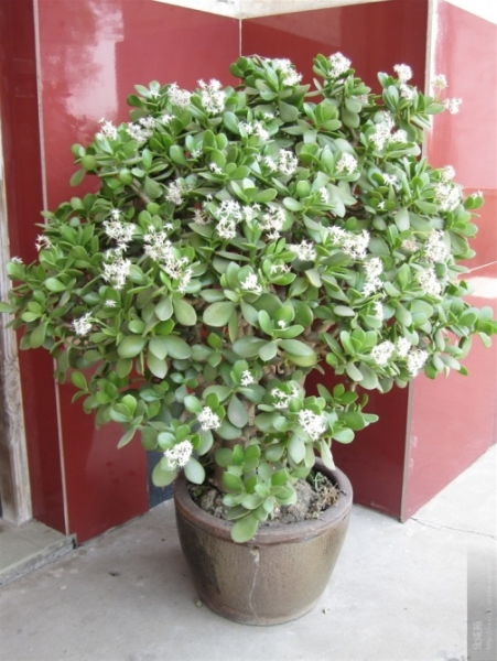 5. 珍珠吊兰：为玉树增添一抹绿意