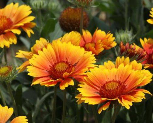 沪联谷格5%己唑醇的应用