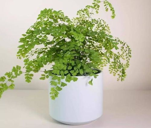 铁线蕨养殖：了解其种植与护理方法