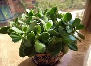 万年青和常春藤：耐阴耐寒的植物选择