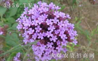 百里香花语究竟蕴含着怎样的神秘寓意