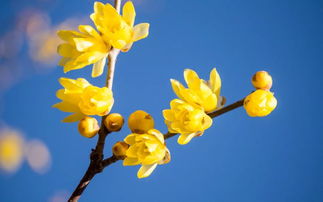 腊梅花泡茶，享受清香与药效