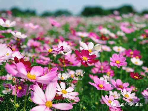 花儿就像会变魔术的导游