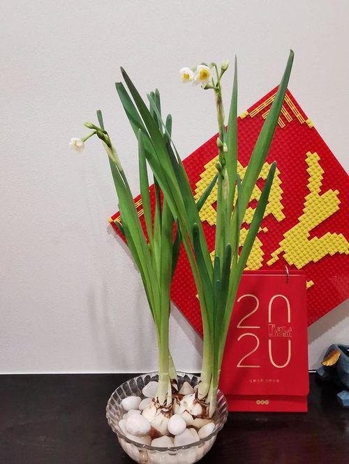 水仙花作为美丽与纯洁的象征，它是否在人们心中永远代表着高尚与无暇