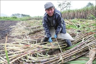 种植甘蔗能赚钱吗？种甘蔗真的能获利吗