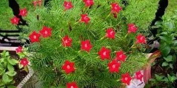 春天开紫花，哪些植物蕞出圈？