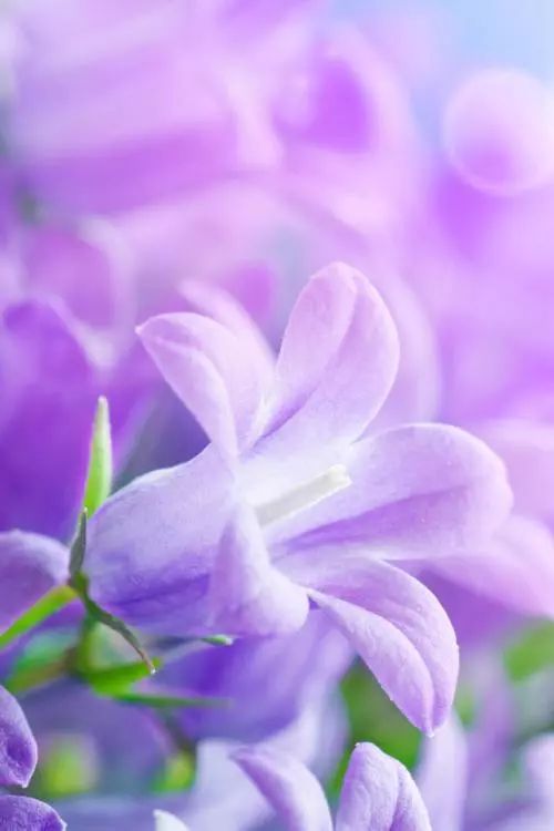 鸢尾花语：自由之美，蓝紫爆款花卉
